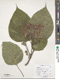 Catalpa speciosa image