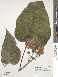 Catalpa speciosa image