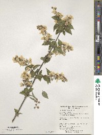 Philadelphus subcanus image