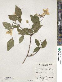 Philadelphus inodorus image