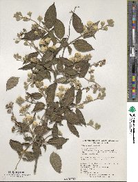 Philadelphus subcanus image