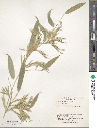 Phyllostachys flexuosa image