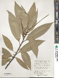 Lithocarpus henryi image