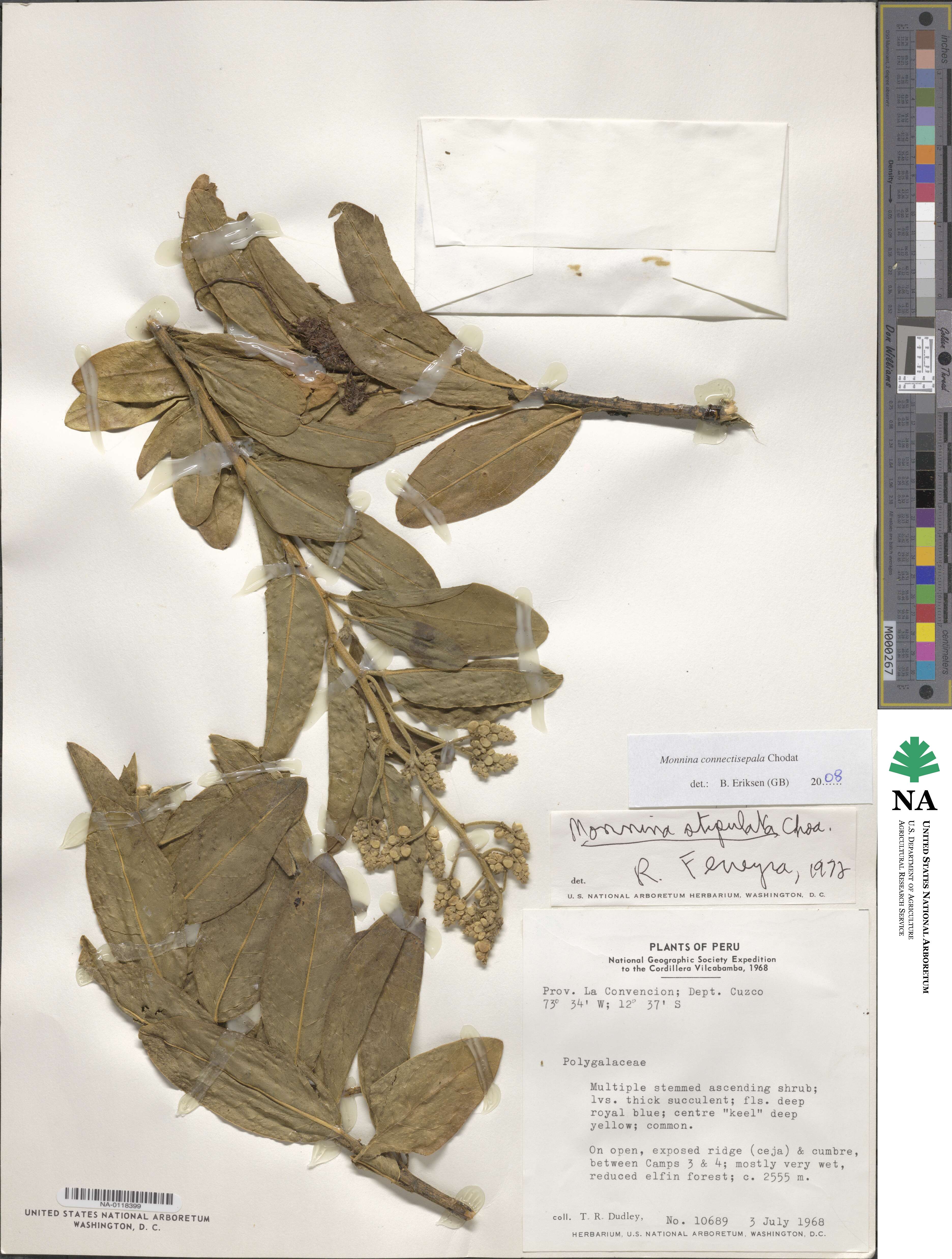 Monnina connectisepala image