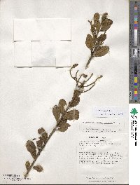 Image of Monnina franchetii