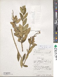 Monnina lechleriana image