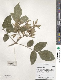 Fraxinus chinensis image