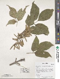 Fraxinus chinensis image