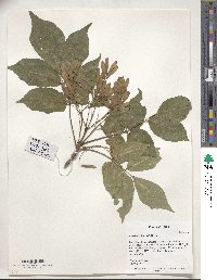 Fraxinus chinensis image