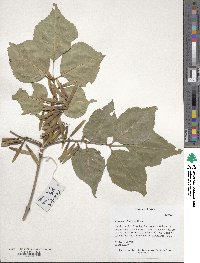 Fraxinus chinensis image