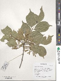 Fraxinus chinensis image