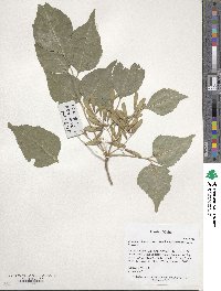 Fraxinus chinensis image