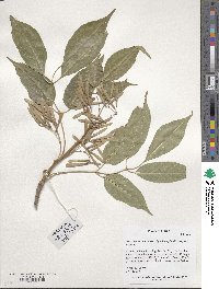 Fraxinus chinensis image