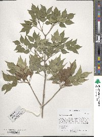 Fraxinus bungeana image