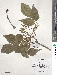 Fraxinus chinensis image