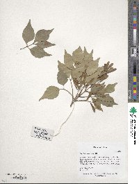 Fraxinus bungeana image