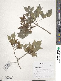 Fraxinus bungeana image