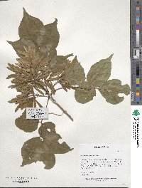 Fraxinus chinensis image