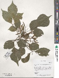 Fraxinus chinensis image