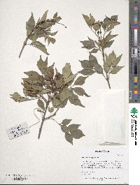 Fraxinus bungeana image