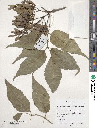 Fraxinus chinensis image