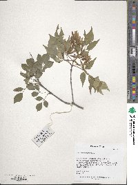 Fraxinus bungeana image