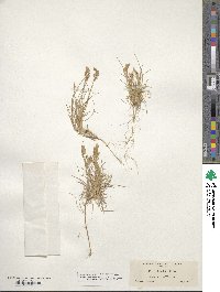 Poa abbreviata image