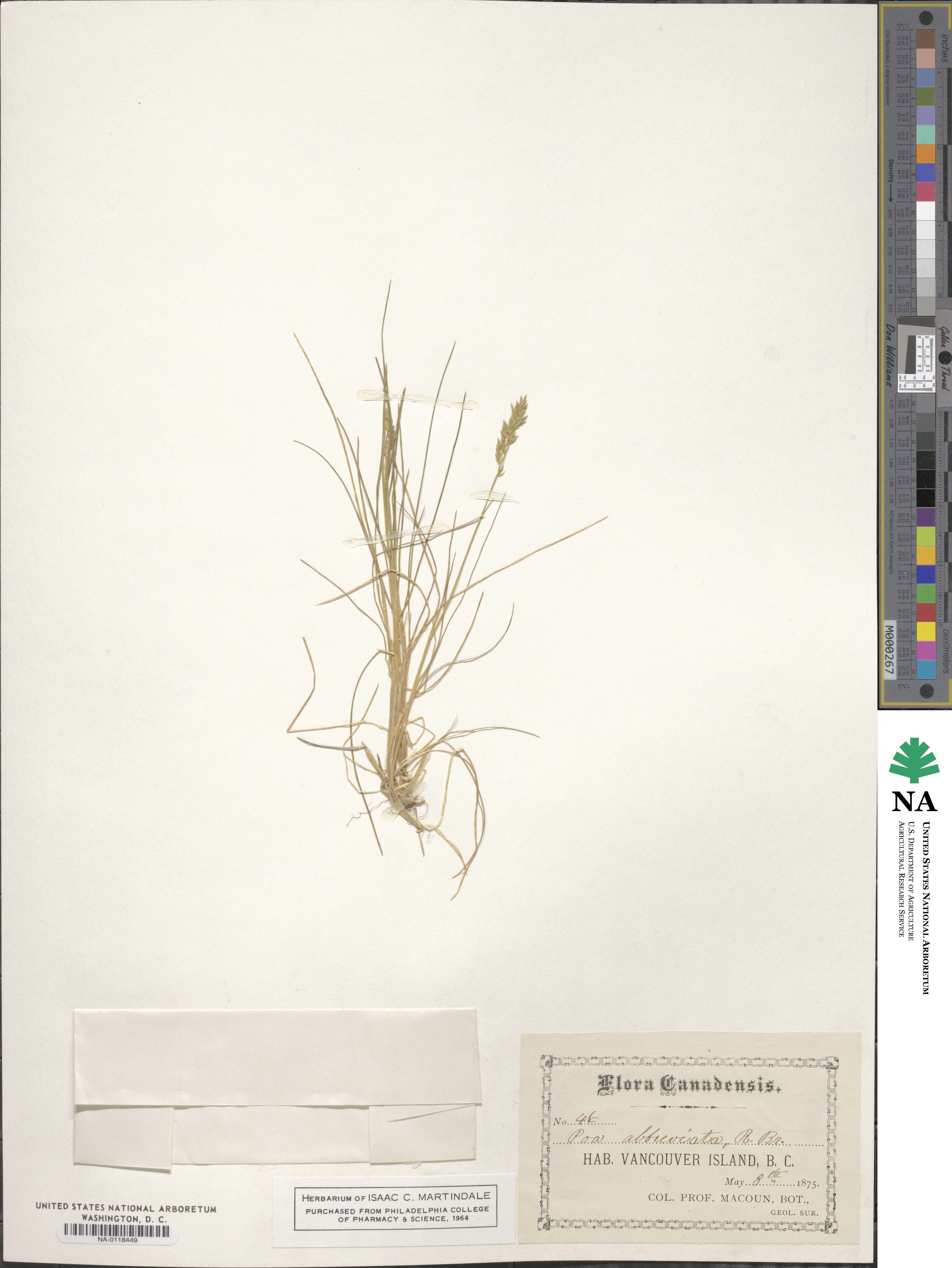 Poa abbreviata image