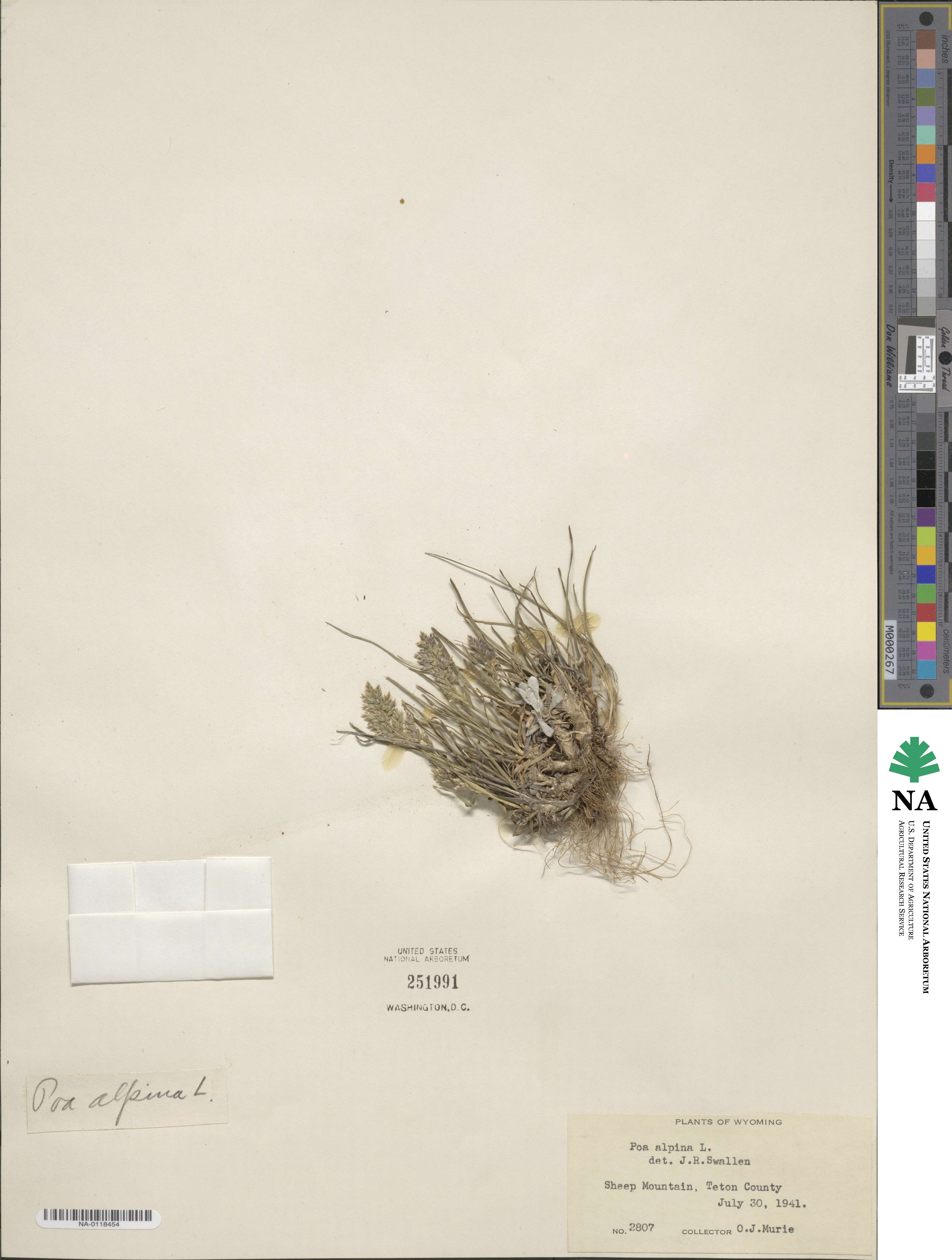 Poa alpina image