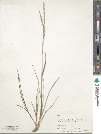 Image of Poa alsodes