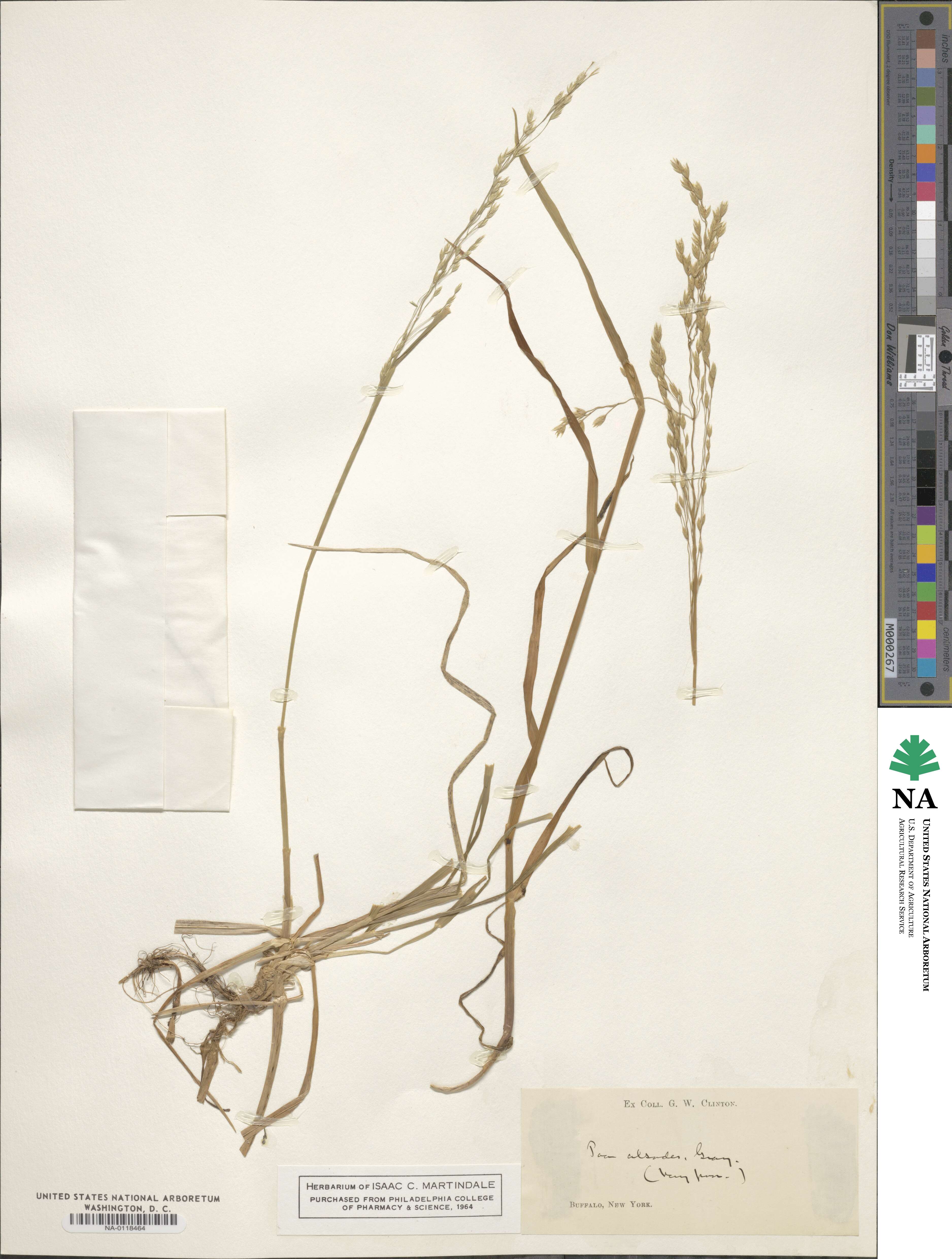 Poa alsodes image