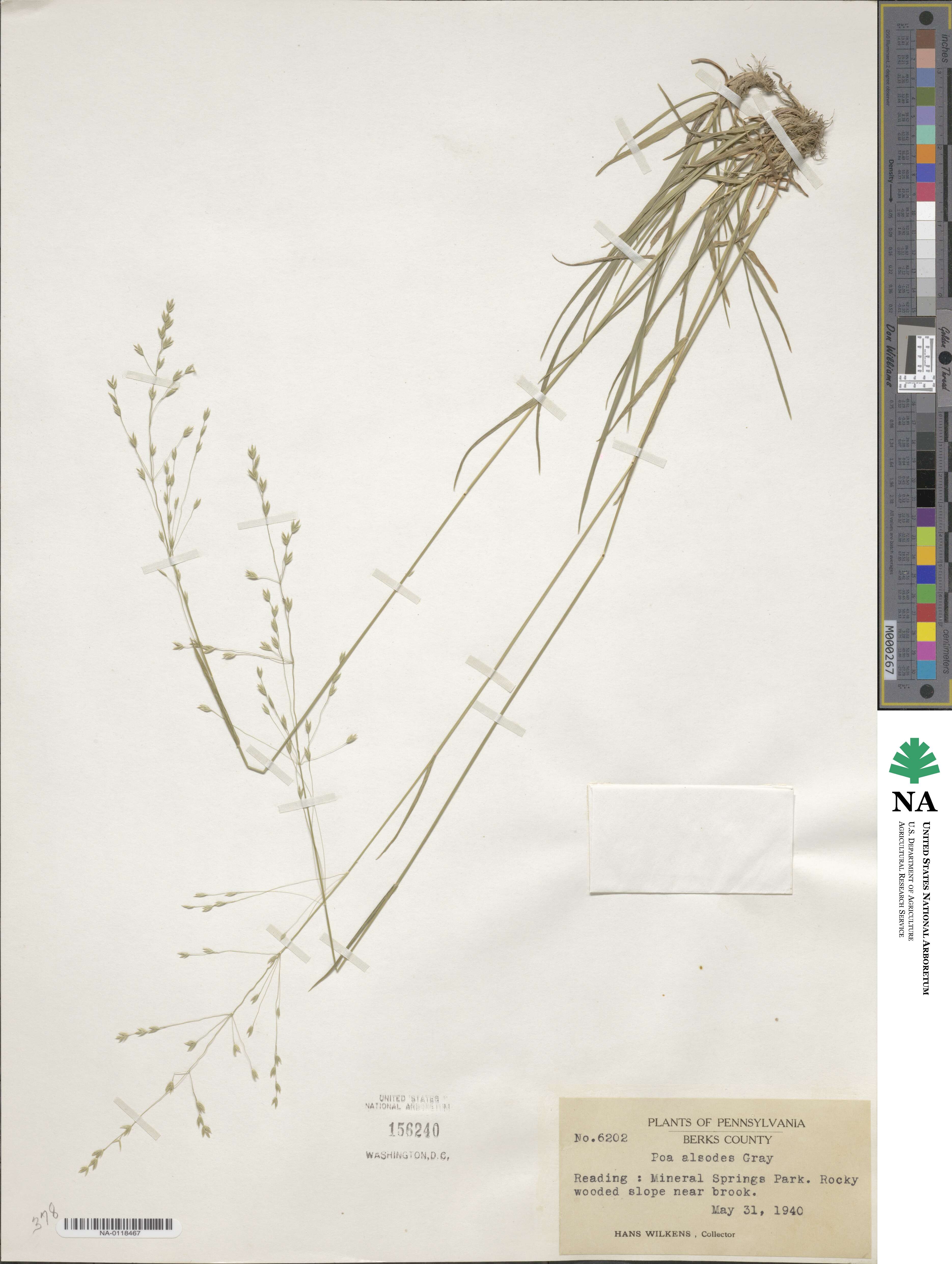 Poa alsodes image