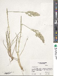 Poa arachnifera image