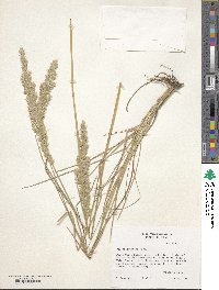 Poa arachnifera image