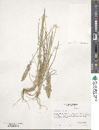 Poa arachnifera image