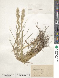 Poa arachnifera image