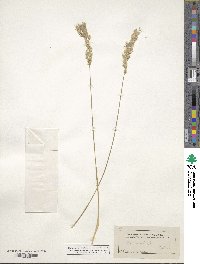 Poa arachnifera image