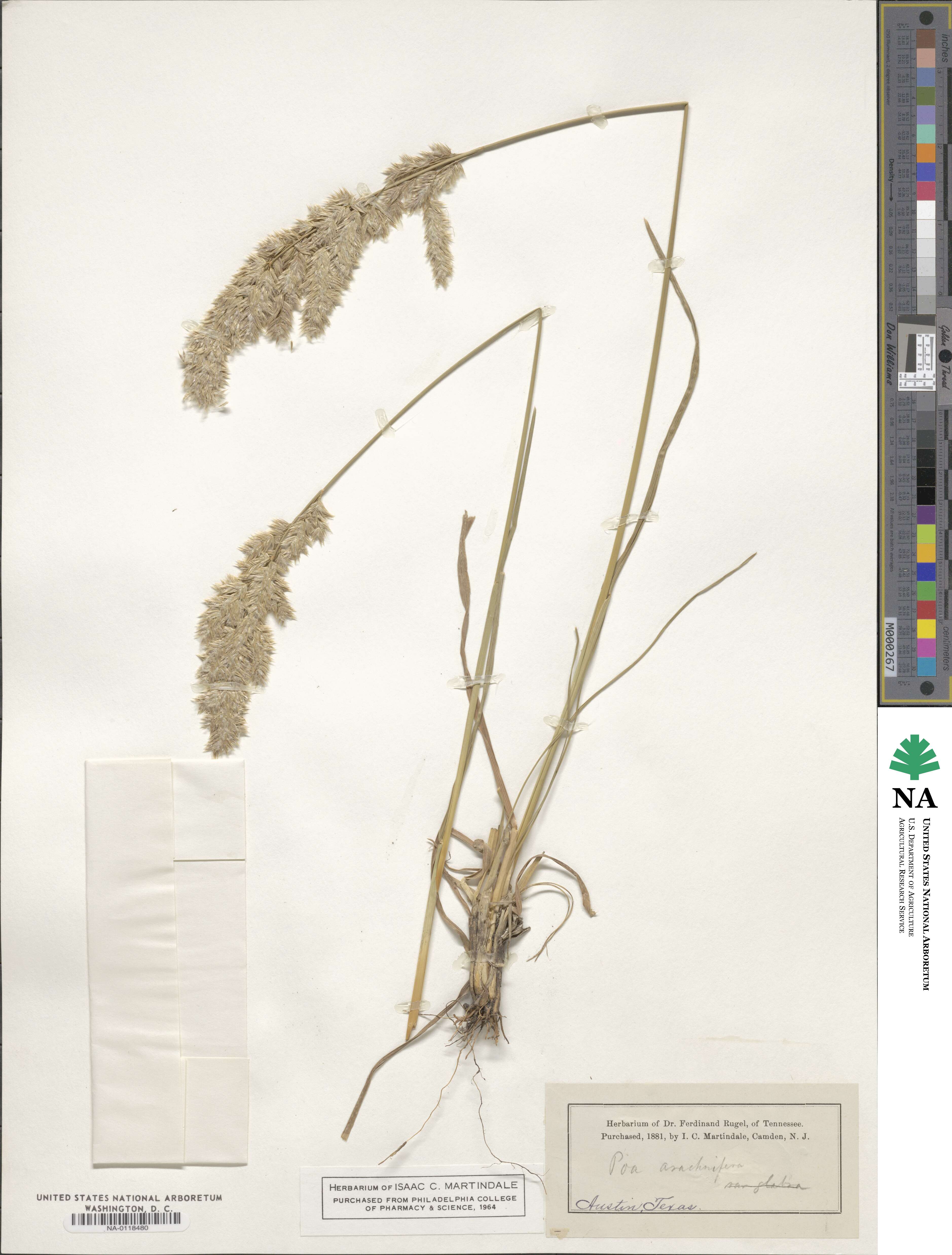 Poa arachnifera image