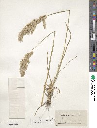 Poa arachnifera image