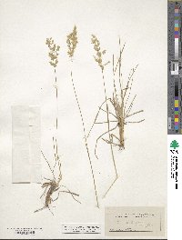 Poa arachnifera image