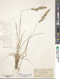 Poa arachnifera image