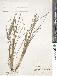 Poa arachnifera image