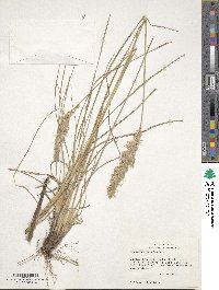 Poa arachnifera image