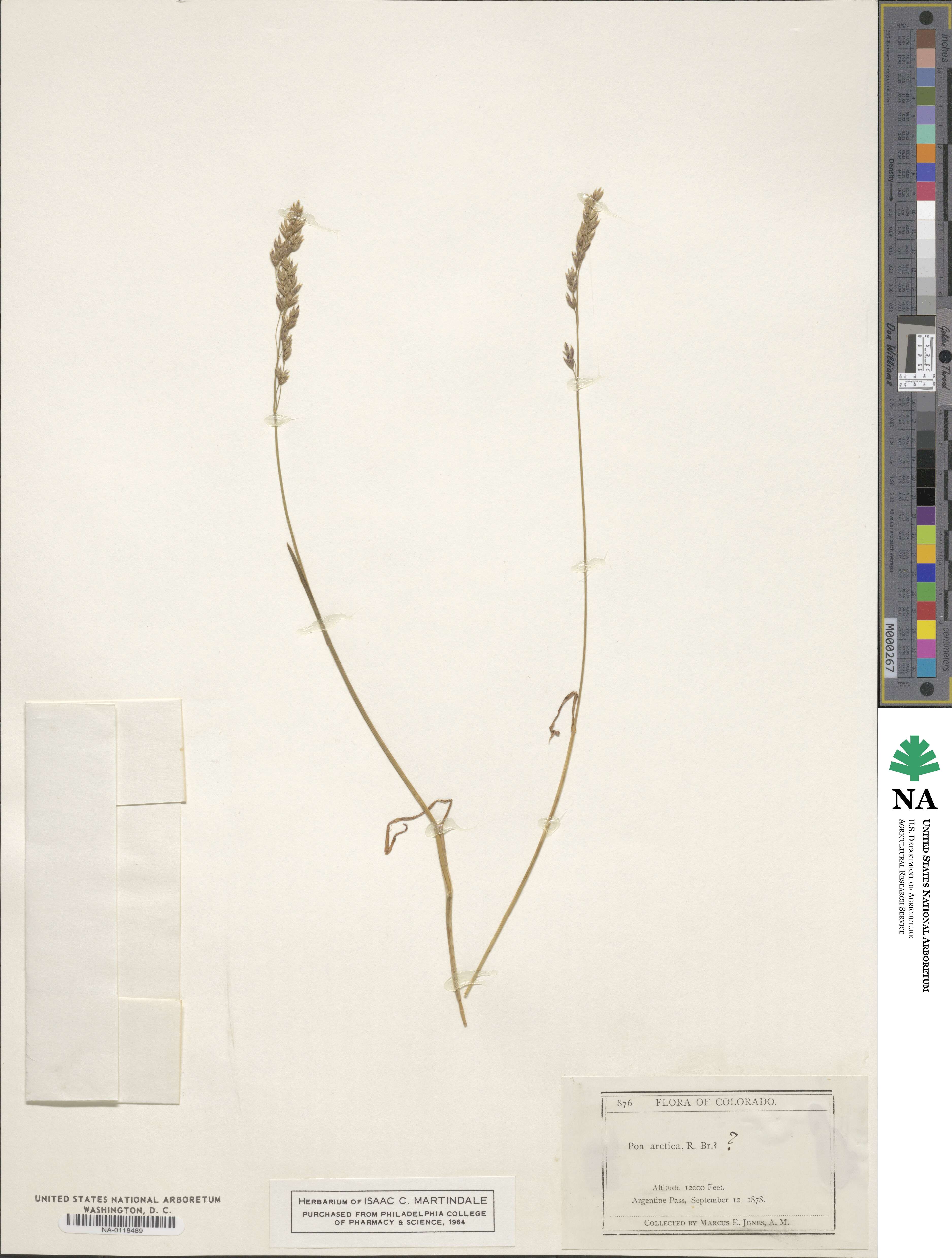 Poa arctica image
