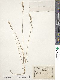 Poa arctica image