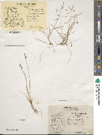 Poa arctica image