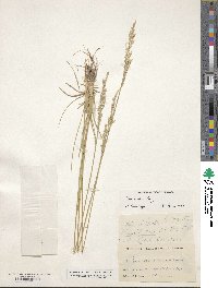 Poa arida image