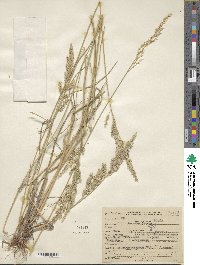 Poa arida image