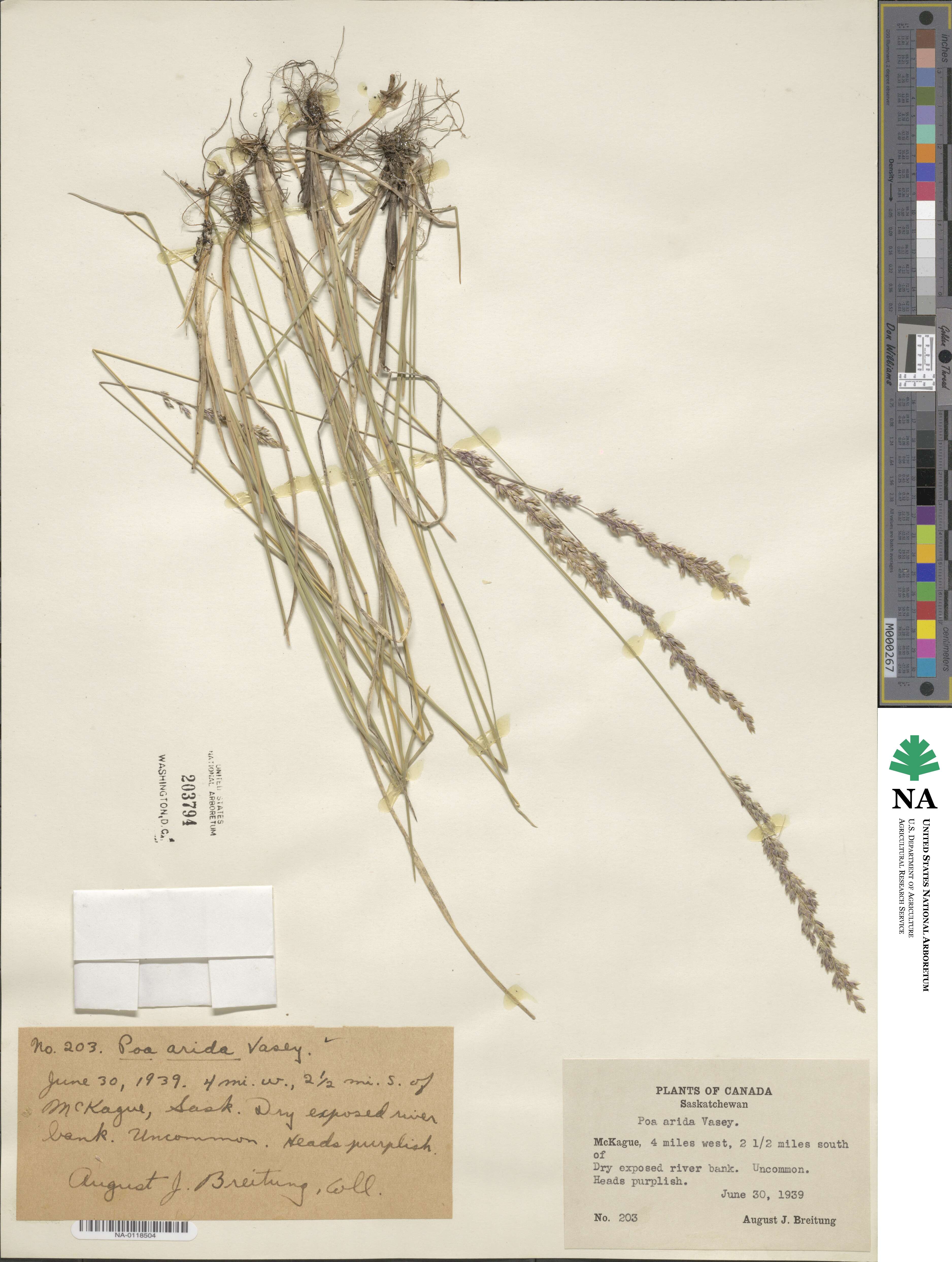 Poa arida image