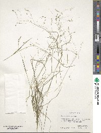 Poa autumnalis image